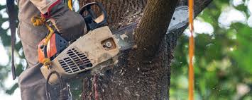 Best Utility Line Clearance  in Angels, CA