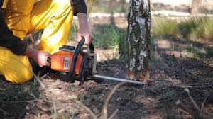 Best Lawn Watering Services  in Angels, CA